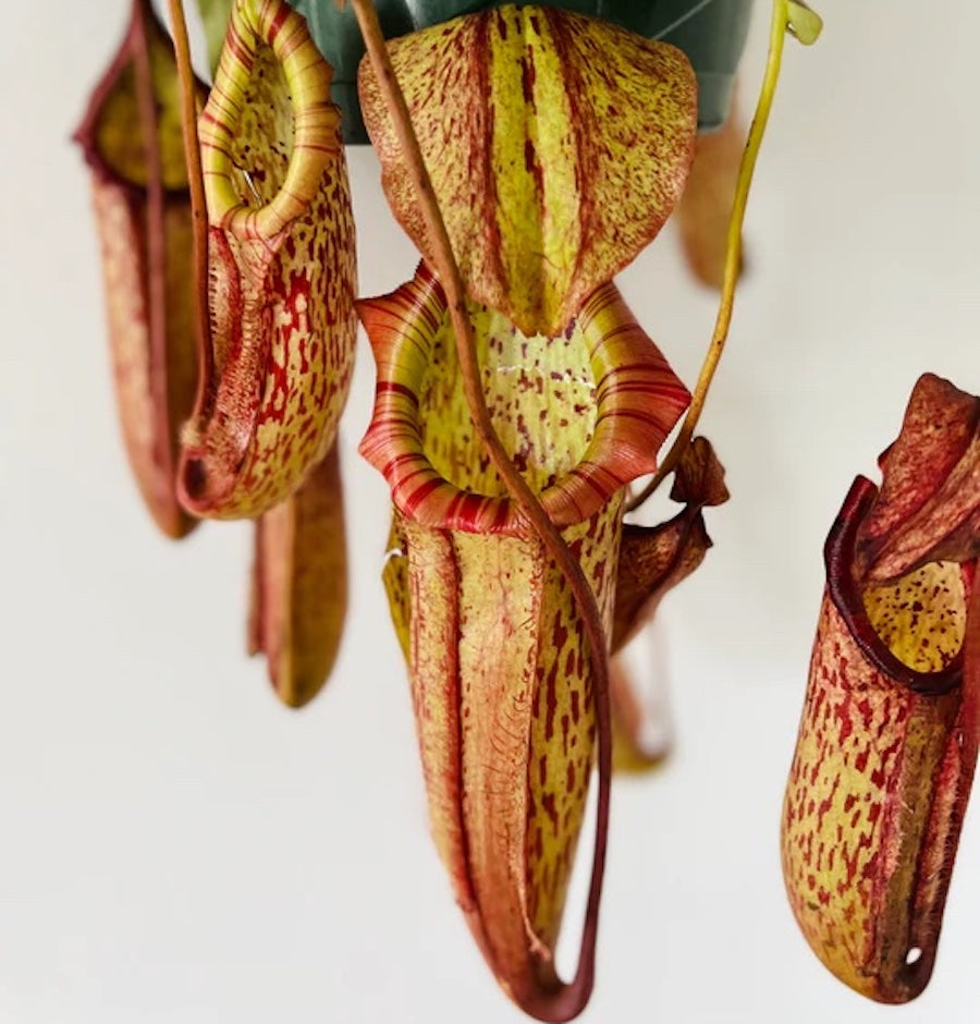 Nepenthes maxima: Cuidados de Planta Carnivora - Carnivoras de Costa Rica Nepenthes maxima: Cuidados de Planta Carnivora - Carnivoras de Costa Rica