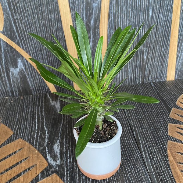 Pachypodium lamerei (Prickly palm)