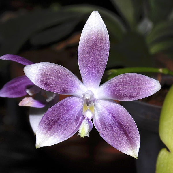 Phalaenopsis speciosa 'Purple'