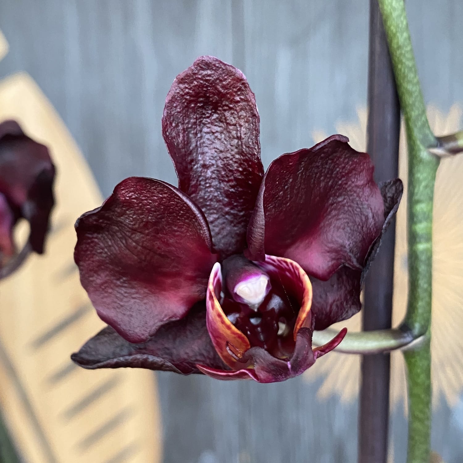 Orchidea Nera. Phalaenopsis Black Jack Fotografia Stock - Immagine