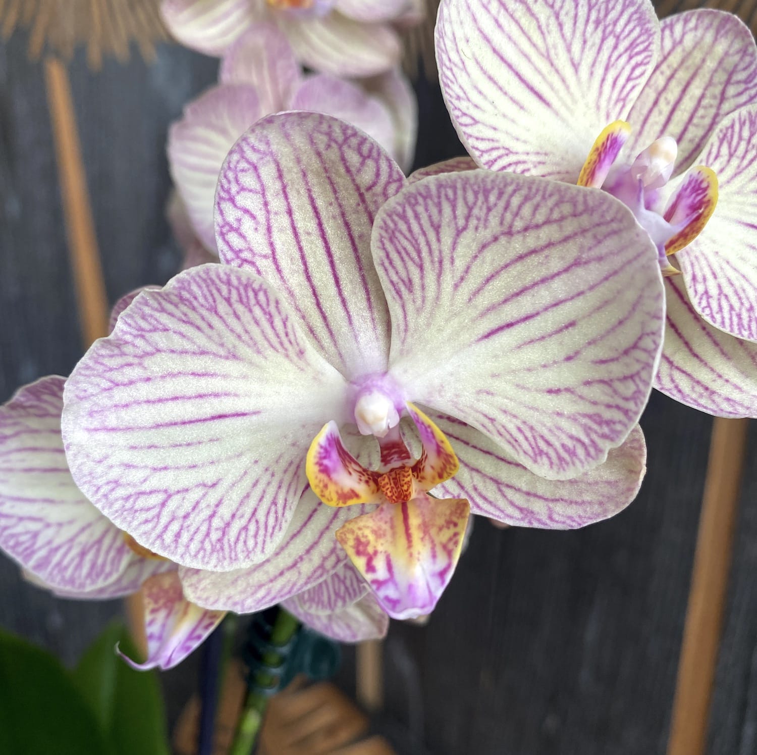 Phalaenopsis Jive Orchids Floraria Secret Garden Sg 