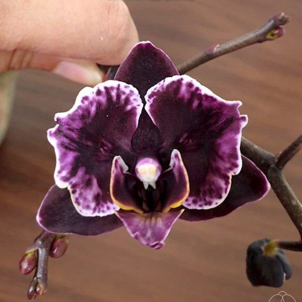 Phalaenopsis Miki Black Angel (peloric - 2 eyes)
