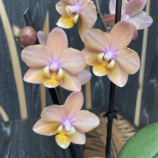 Phalaenopsis Scention (Aromio Fresh) - intensely fragrant flowers