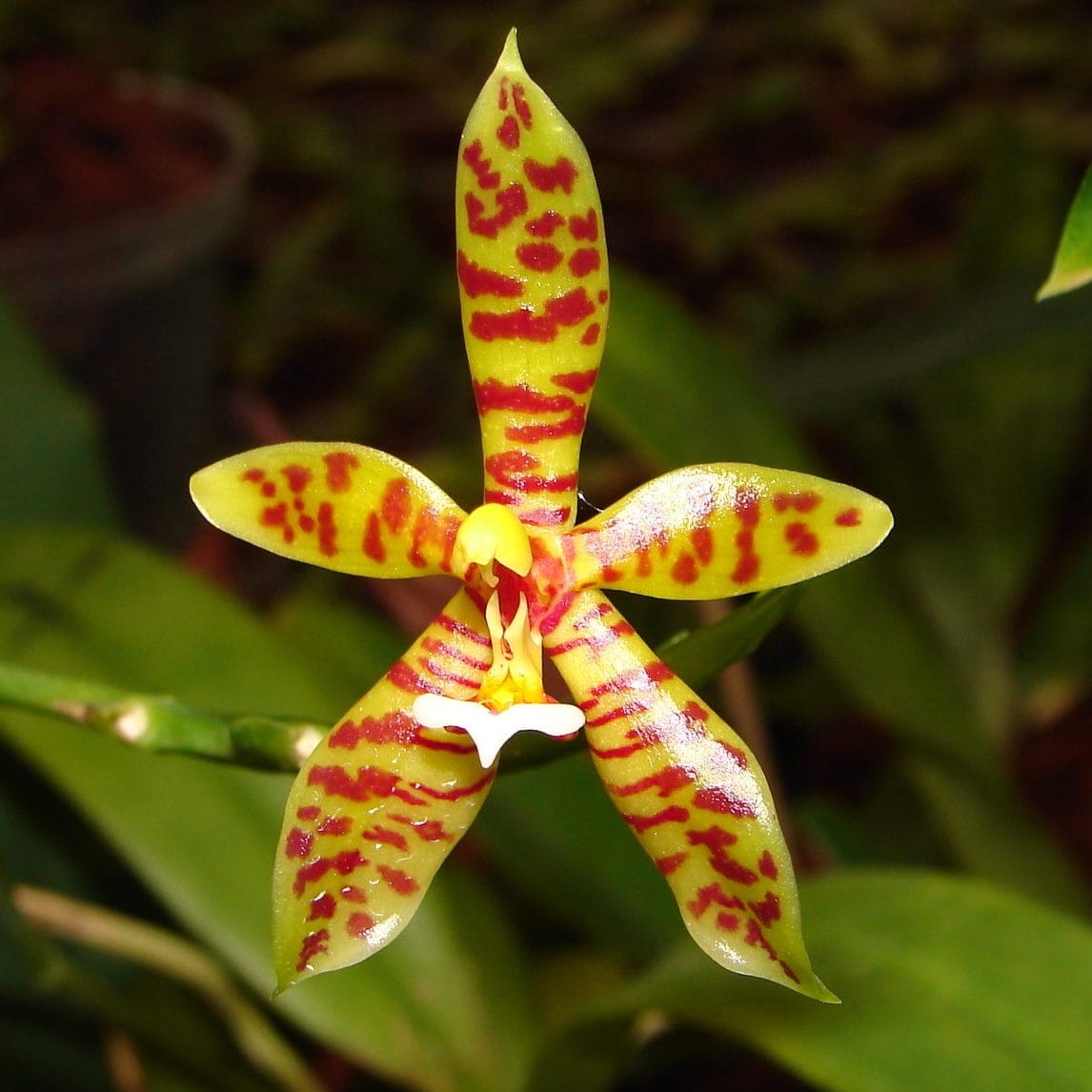 Orchid Phalaenopsis borneensis – Floraria Secret Garden (SG)