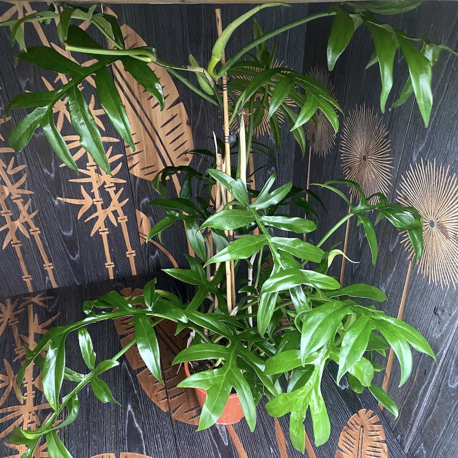 philodendron cinderella undulata Philodendron Cinderella 2-3 plante/ghiveci – Secret Garden Plant Shop