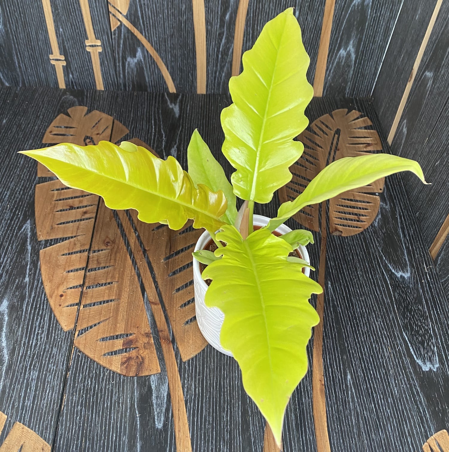 philodendron pink princess dehner Pink Princess Philodendron main image 1