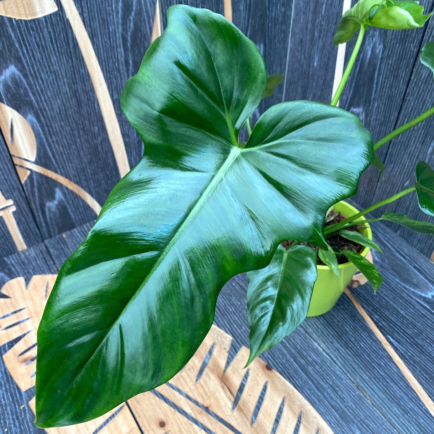 Philodendron Green Dragon (Nadja) – Secret Garden Plant Shop