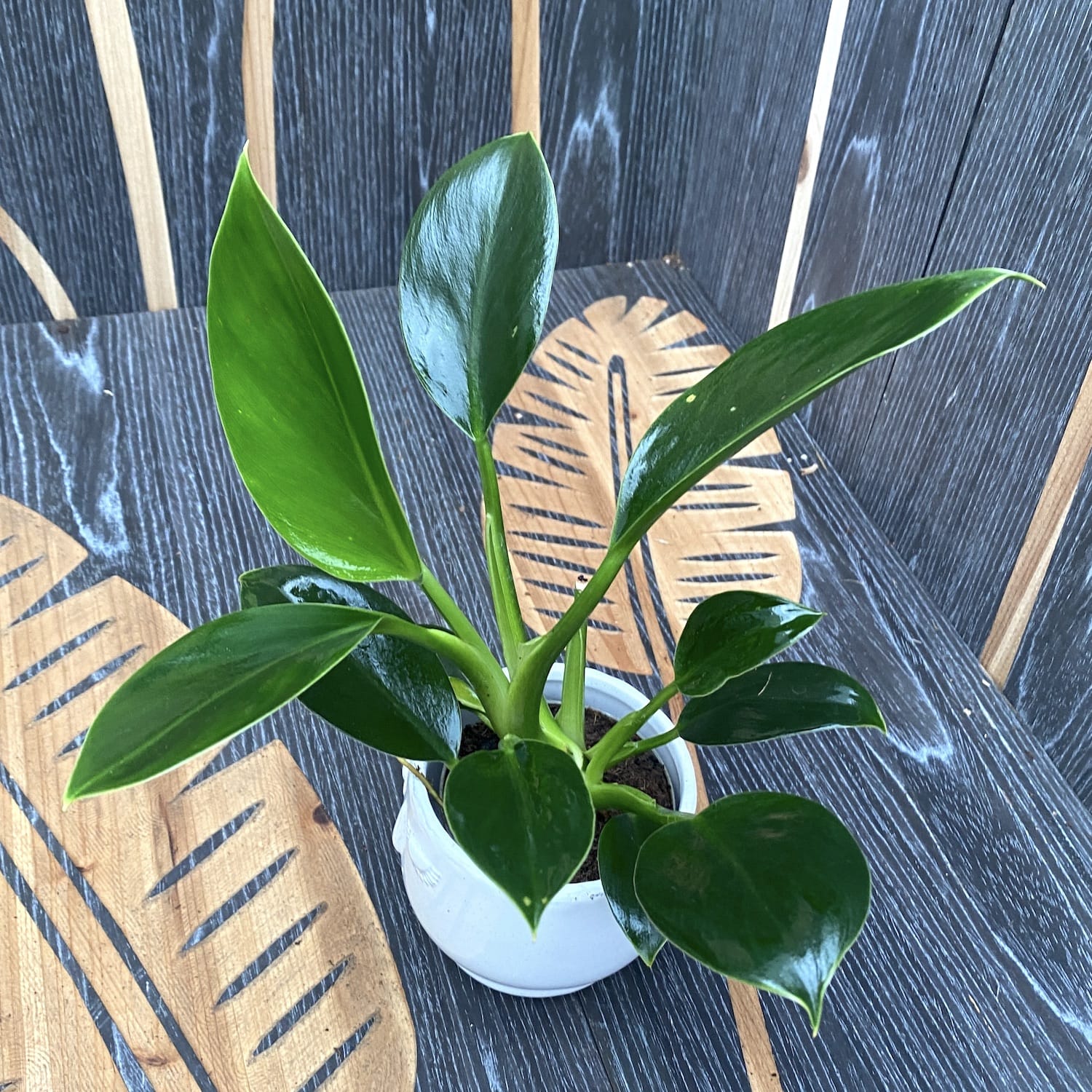 philodendron green princess large Philodendron Green Princess D9 – Secret Garden Plant Shop