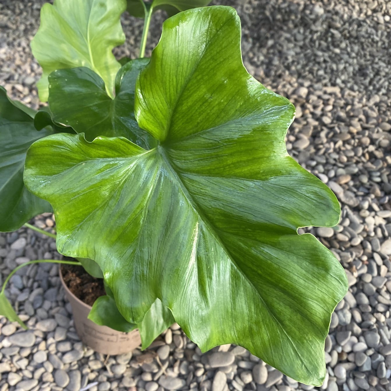 philodendron little hope pflege Philodendron Little Hope – Secret Garden Plant Shop