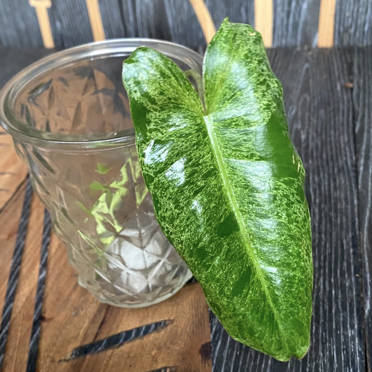 philodendron stekken Stekken Philodendron Paraiso Verde (niet beworteld) – Secret Garden Plant Shop
