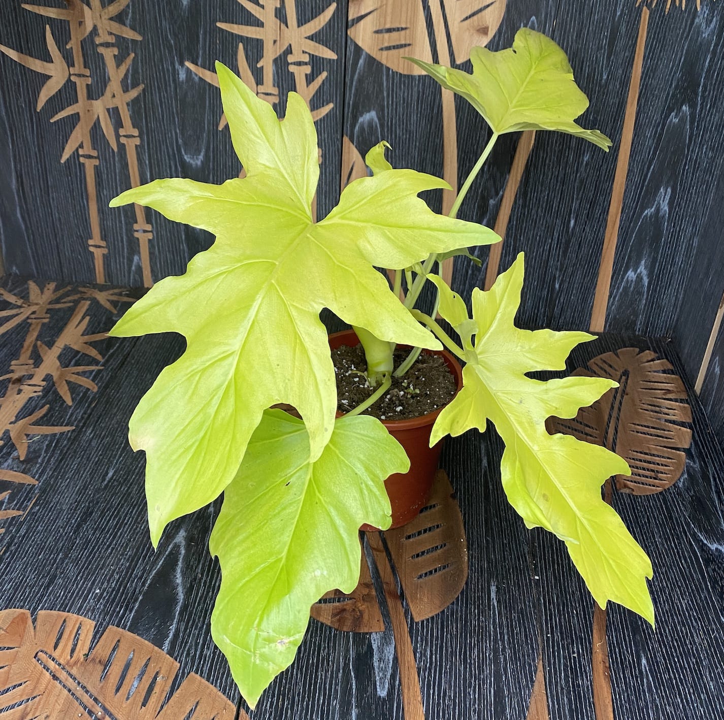 philodendron golden selloum Philodendron 'Selloum Gold' – Secret Garden Plant Shop