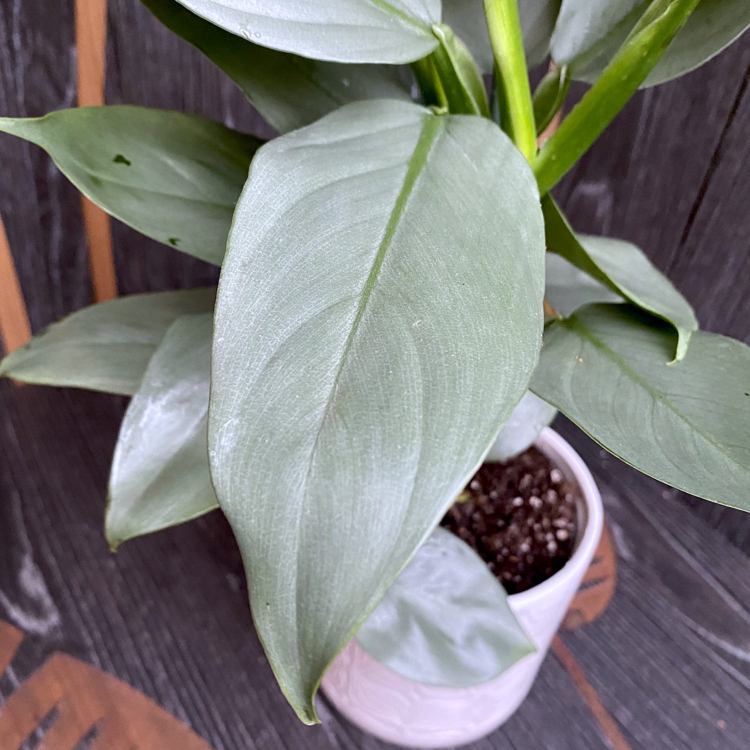 philodendron silver dust vs silver sword Filodendron Silver Dust – Secret Garden Plant Shop