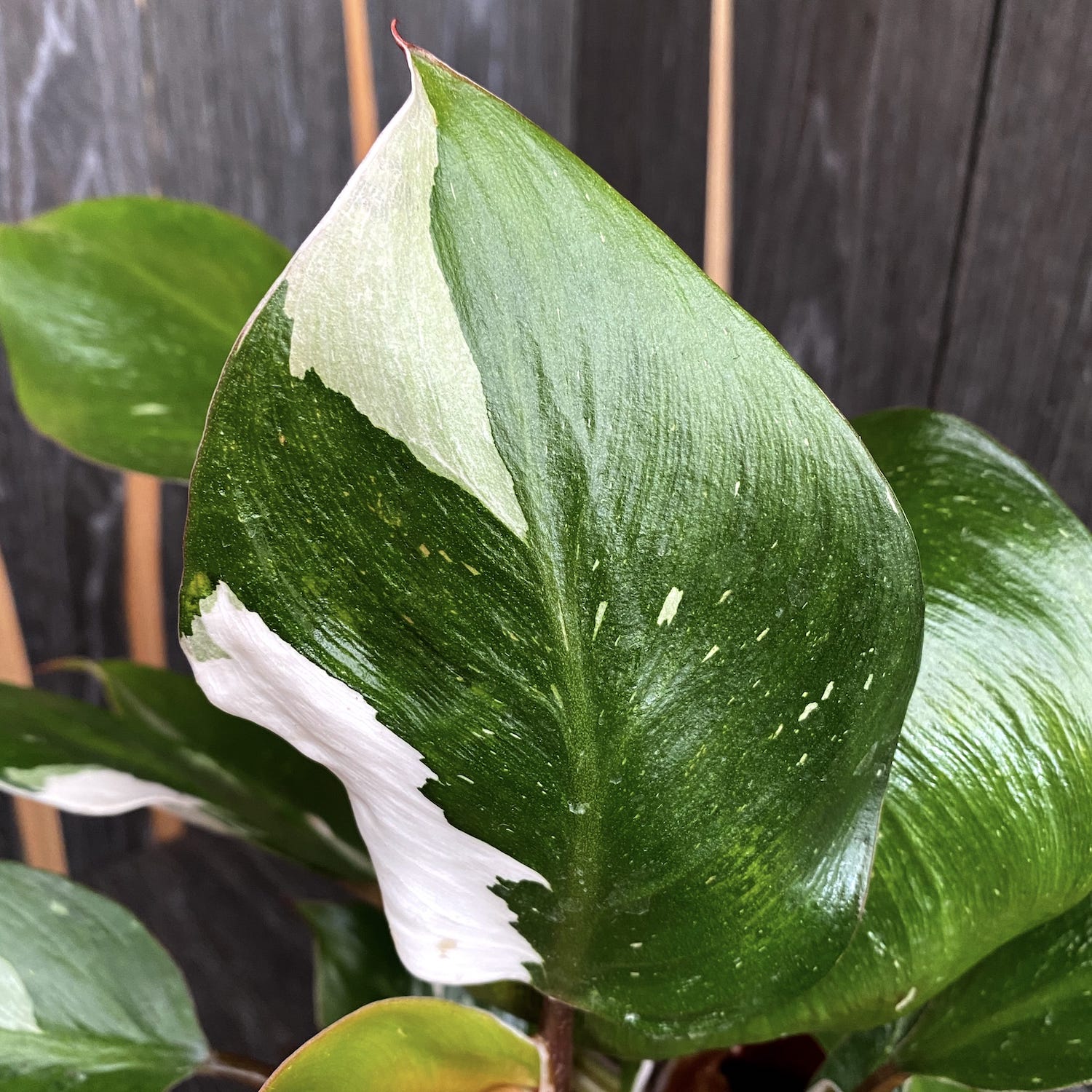 Philodendron White Knight (2 Pflanzen/Topf) – Secret Garden Plant Shop