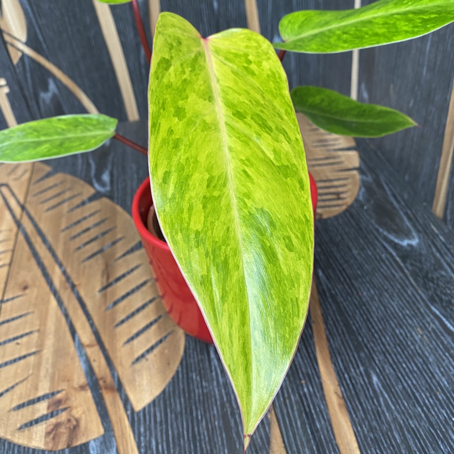 philodendron painted lady australia Philodendron 'Painted Lady' 1pp H20-30cm – Secret Garden Plant Shop