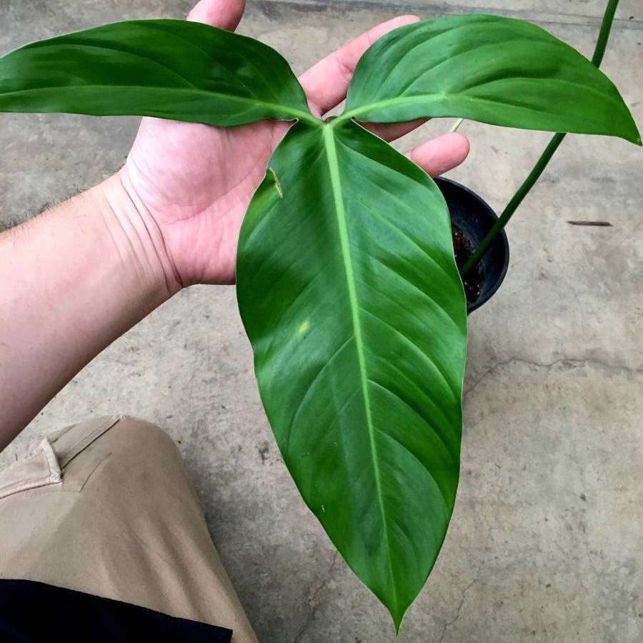 philodendron anisotomum Philodendron anisotomum – Secret Garden Plant Shop