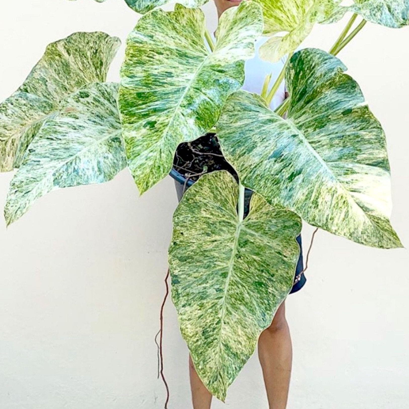 Philodendron giganteum (Variegate) Taiwan