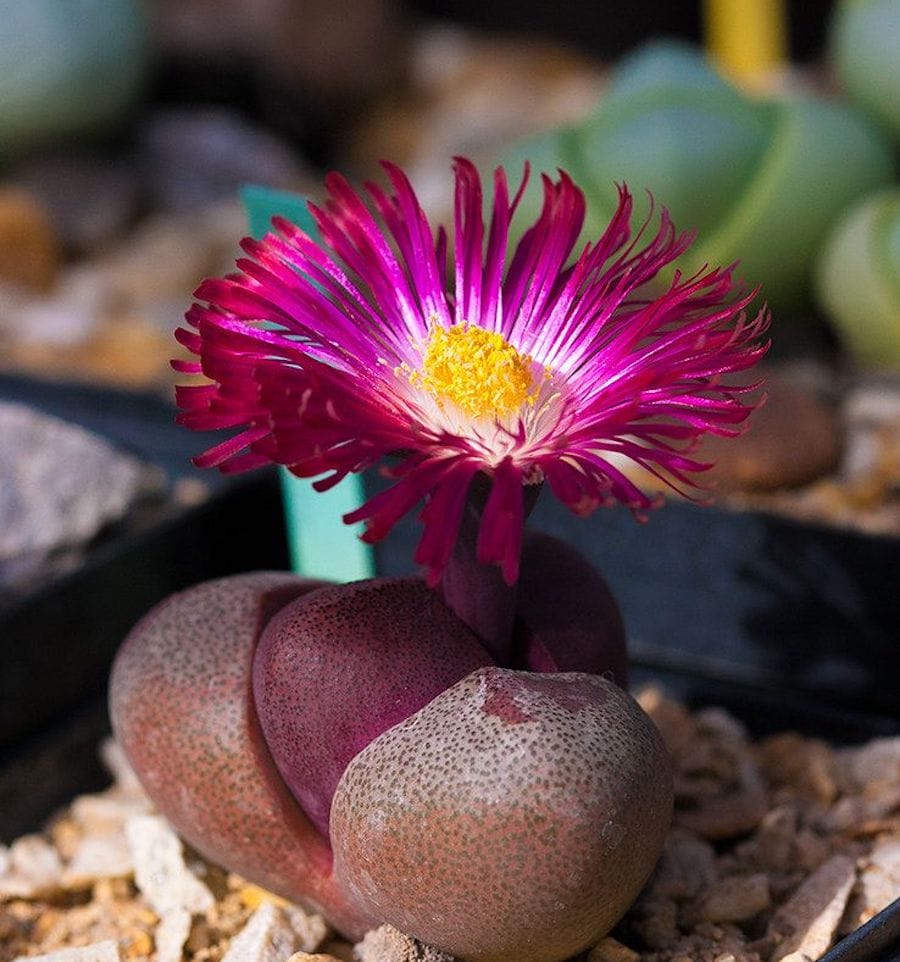 Pleiospilos Nelii - Pierre Vivante Granit Vivant - Plante Succulente Exotenherz En Pot 8,5 Cm