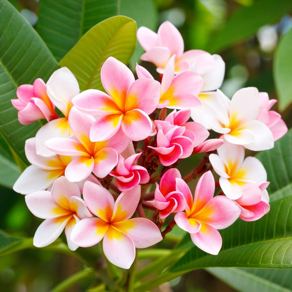 Plumeria rubra 'Hawaiian Opal Pink' - flori parfumate (3 ramificatii)