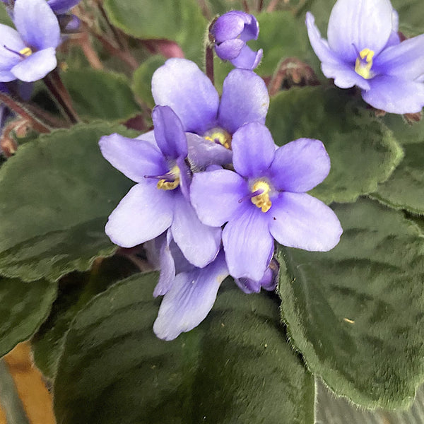 Violets - Saintpaulia Inova Spectra Tessa