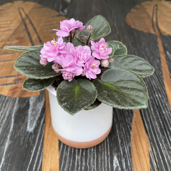 Violete cu flori duble roz - Saintpaulia Dewi (mini)