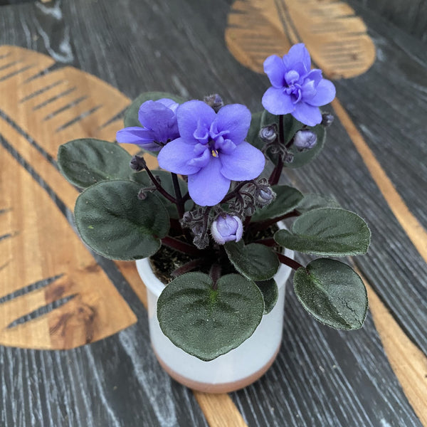 Light blue violets - Saintpaulia Loni Blue (mini)