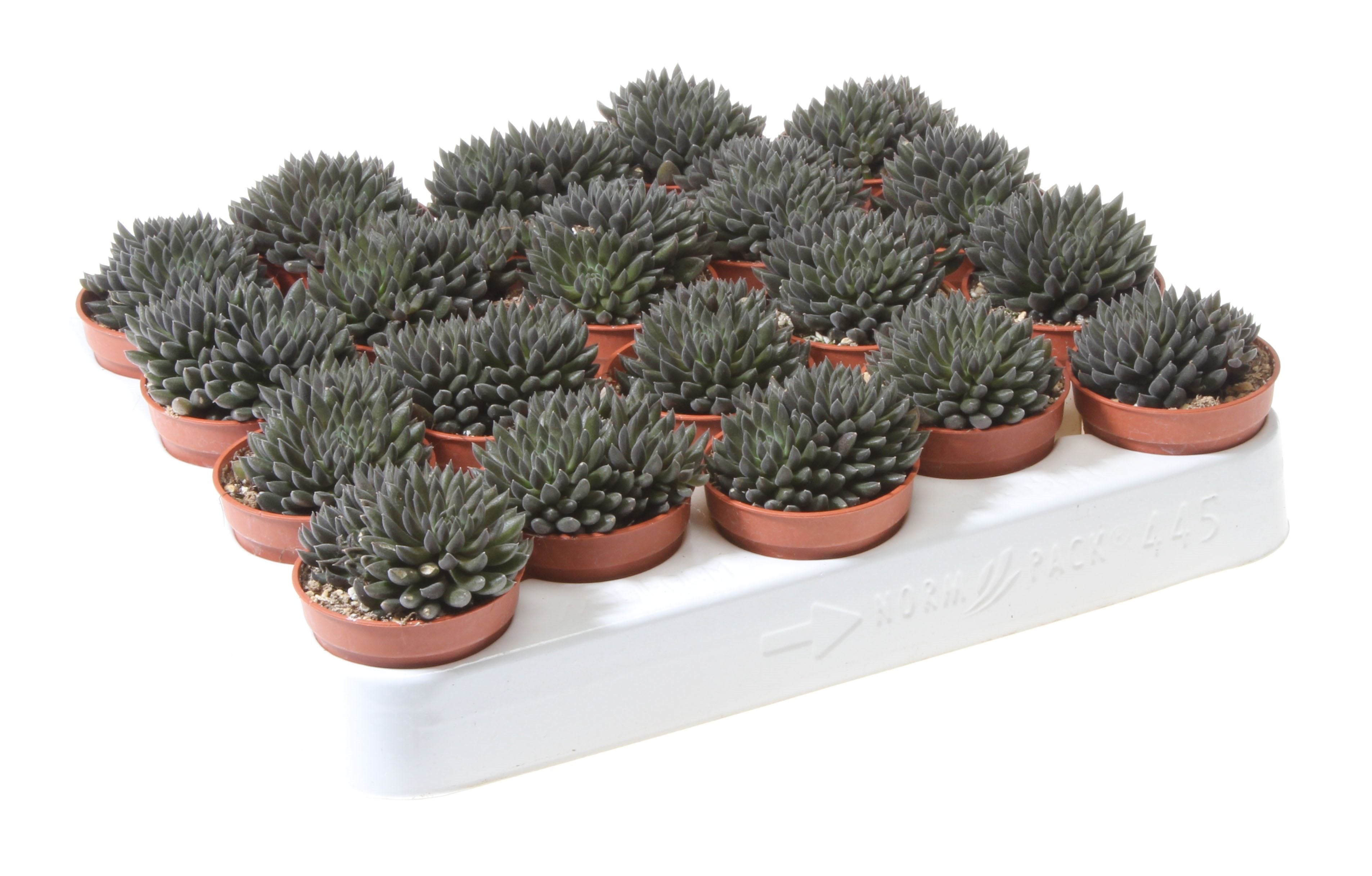 planta de jade chino Sinocrassula yunnanensis (Jade chino) D5 – Secret Garden Plant Shop