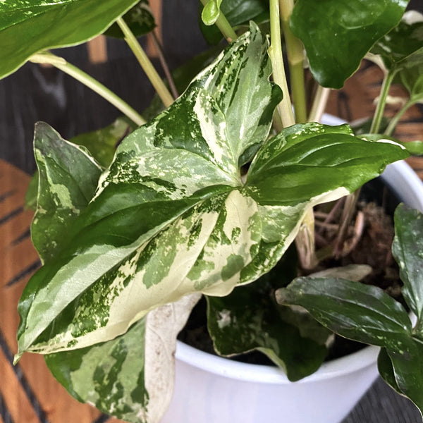 Syngonium podophyllum 'Variegata' XL ​​- 3 plants/pot