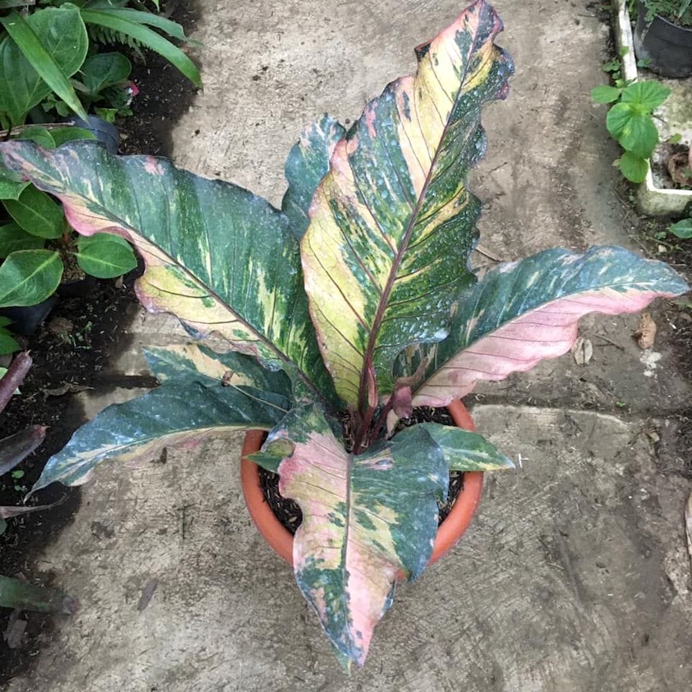 anthurium thai hybrid variegata Anthurium Siam Diamond (Variegata) – Secret Garden Plant Shop