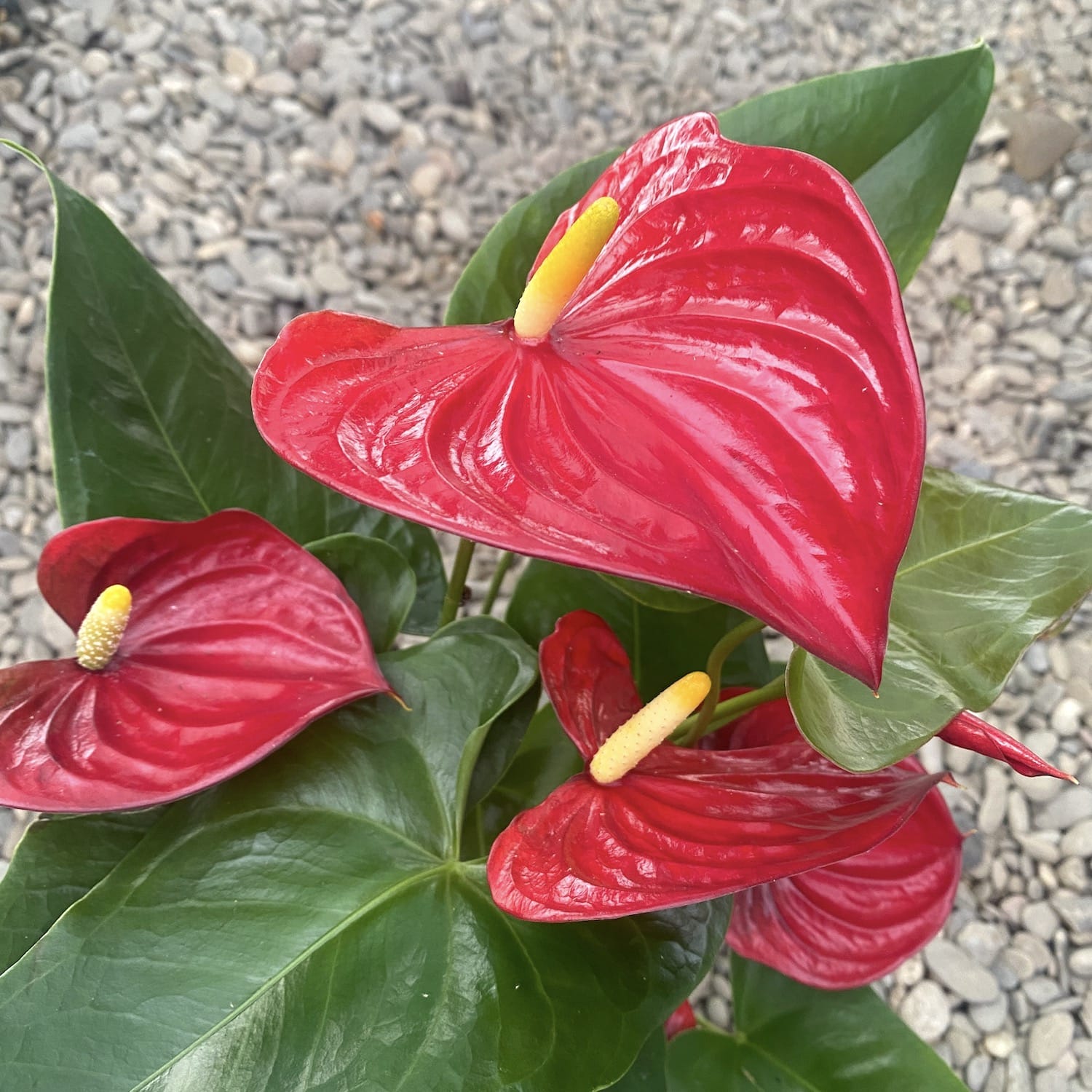 anthurium nevada Anthurium Nevada – Secret Garden Plant Shop