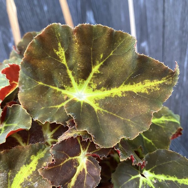 Begonia magic colors 'Monuno' (leaves with defects)