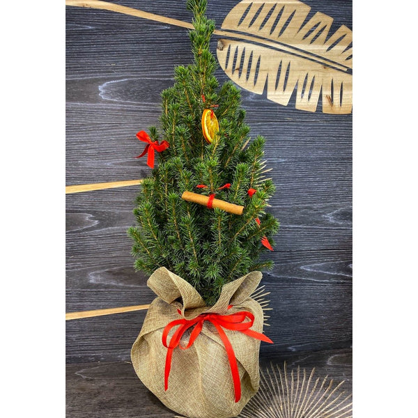 Fir tree in a pot, in a jute bag with ornaments