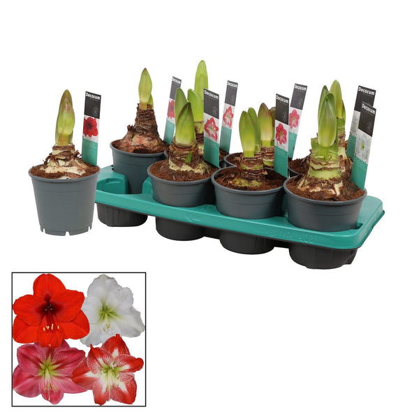 Lily bulbs in pots (Amaryllis) mix