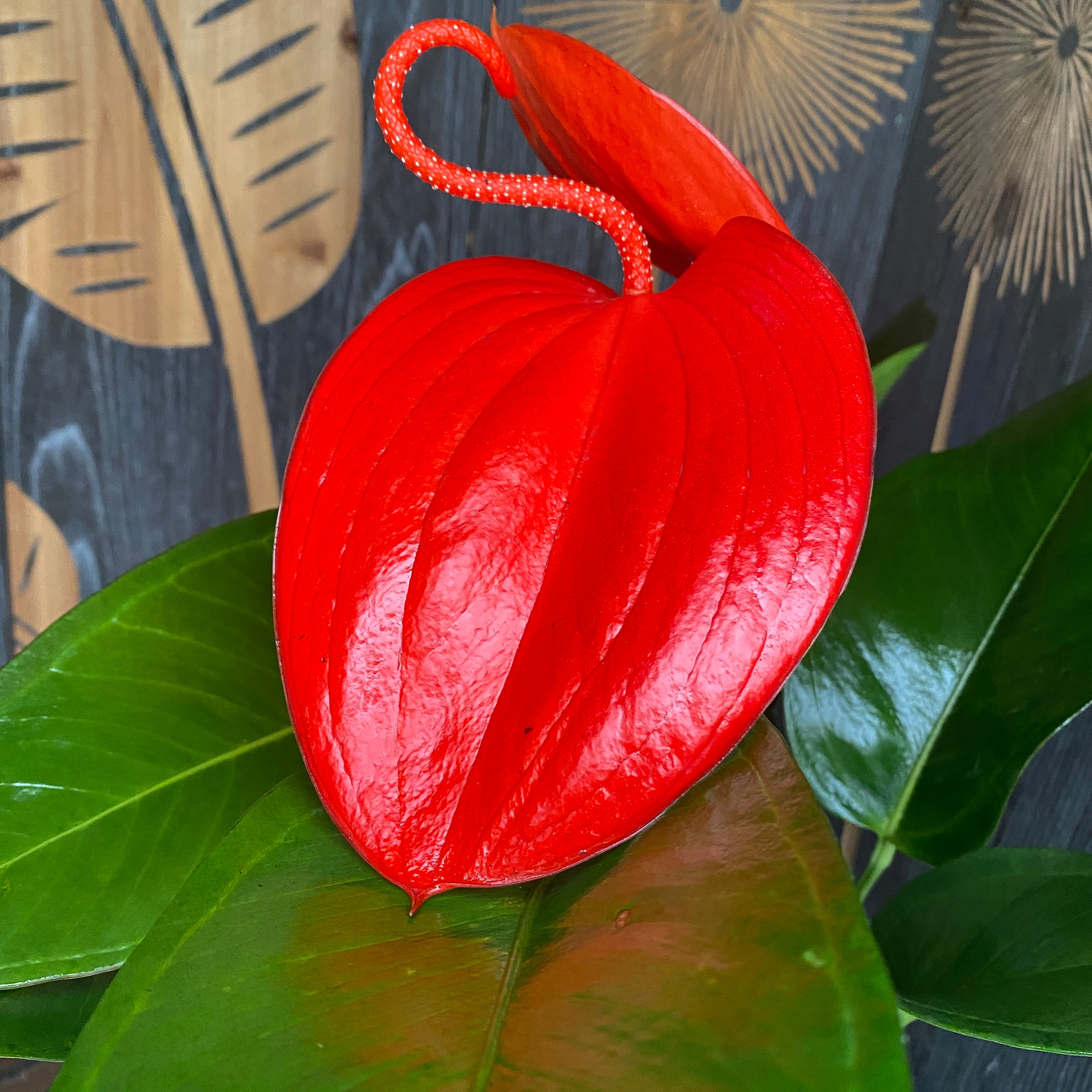 anthurium scherzerianum lindsey Anthurium Scherzerianum Lindsey D14 – Secret Garden Plant Shop
