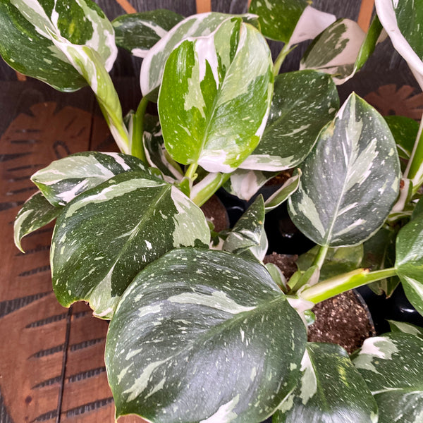 Philodendron White Wizard D12 - leaves with defects