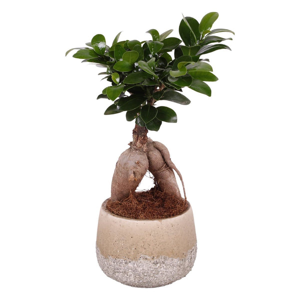 Bonsai - Ficus Microcarpa Ginseng H25 cm ( vas deco inclus)