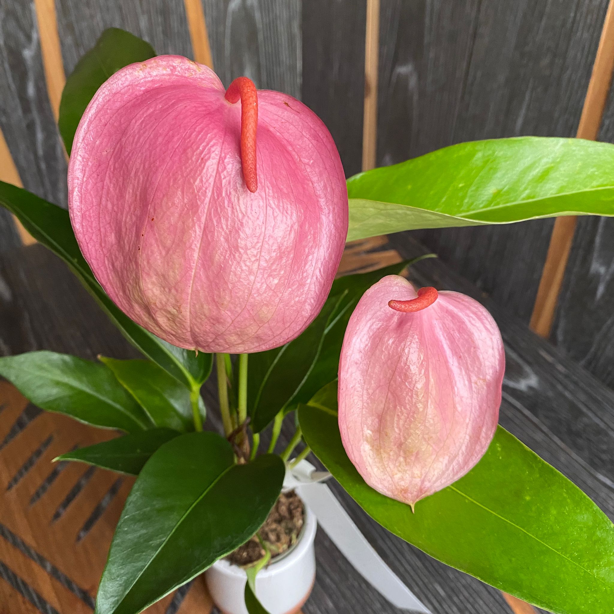 anthurium scherzerianum cuidados Anthurium Scherzerianum Lilian – Secret Garden Plant Shop