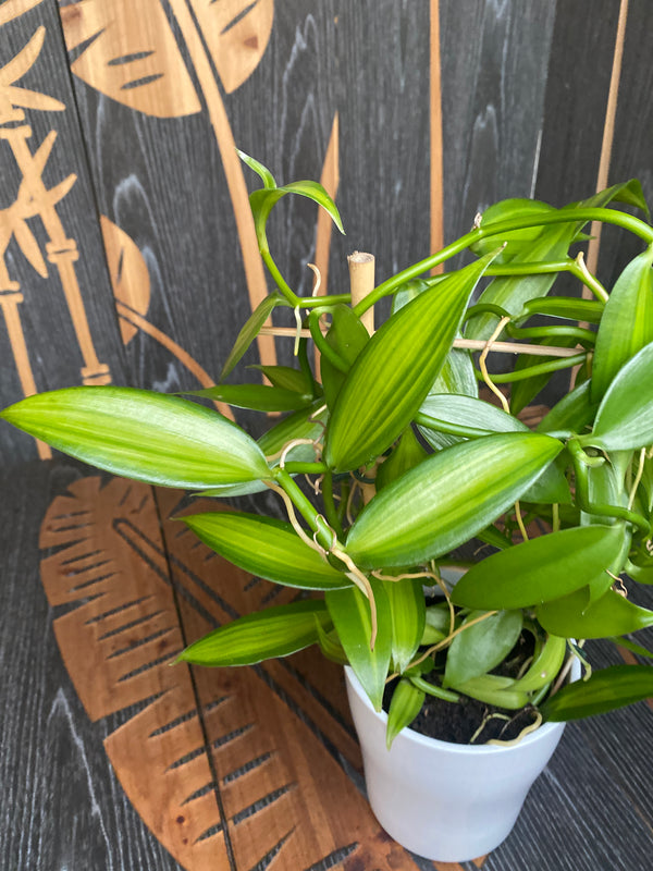 Vanilla Planifolia 'Variegata' - Orhideea de vanilie - exemplare XL
