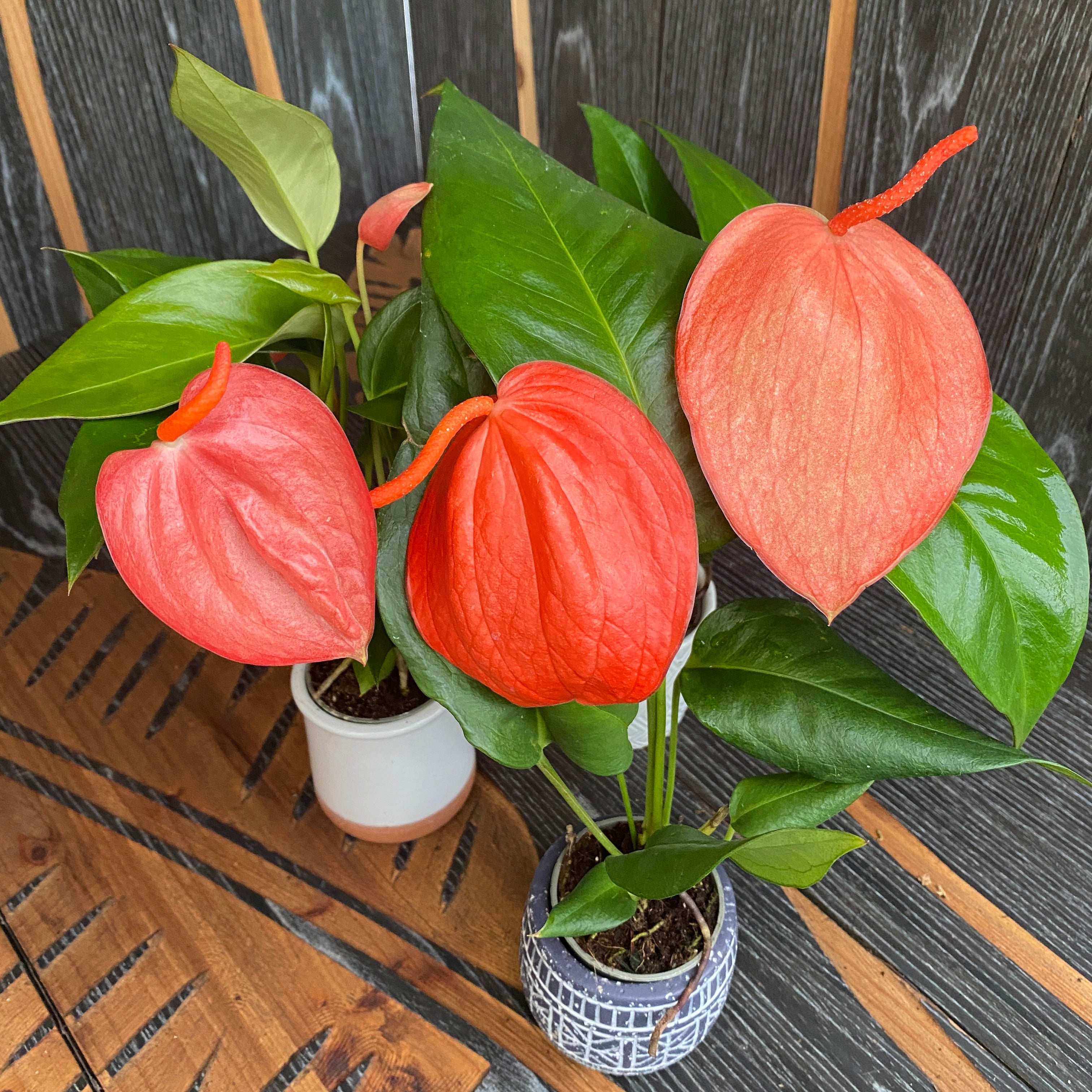 anthurium rosu Anthurium Scherzerianum mix rosu – Secret Garden Plant Shop