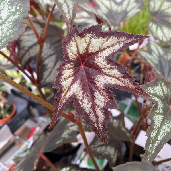 Begonia ‘Little Brother Montgomery’