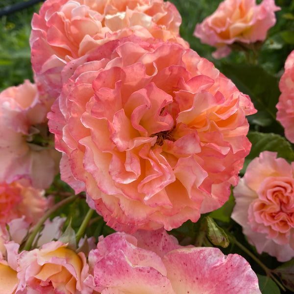 Rosa 'Augusta Luise'® - Nostalgia rose, intense fragrance