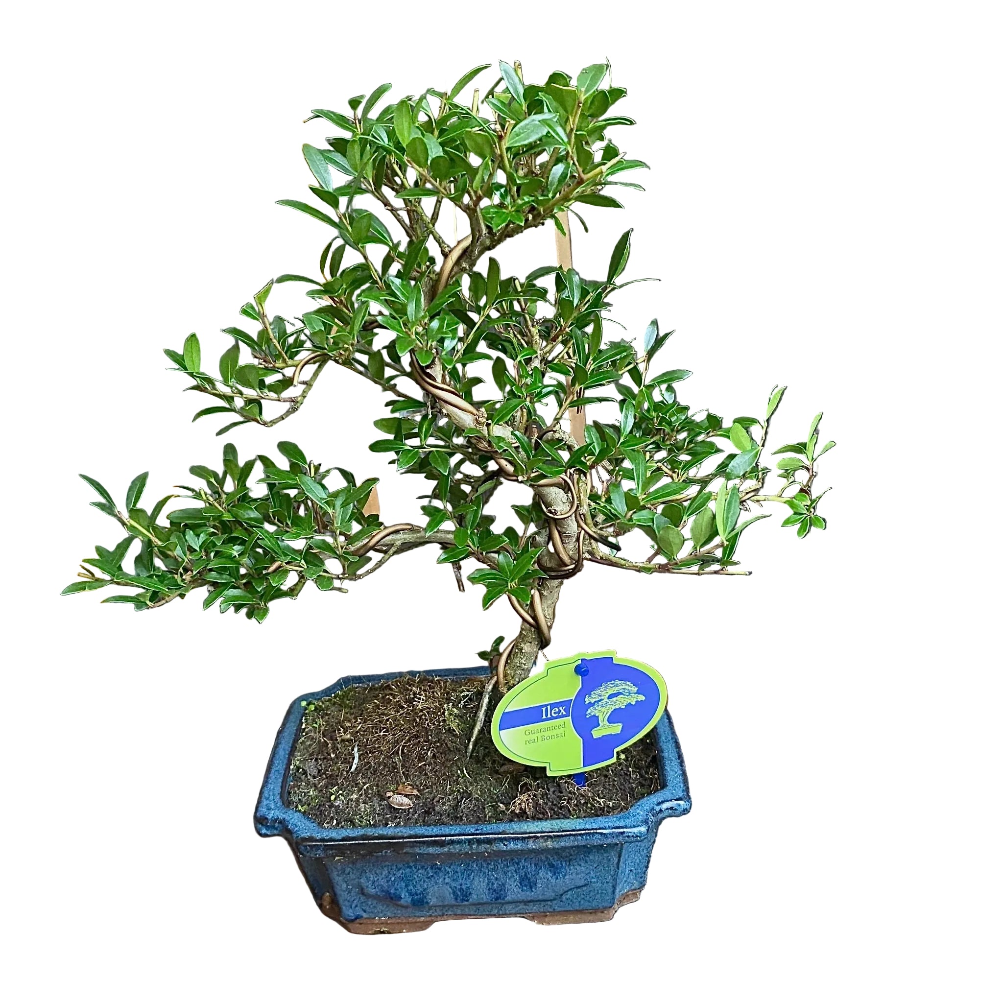 Bonsai Ilex crenata H40 – Secret Garden Plant Shop