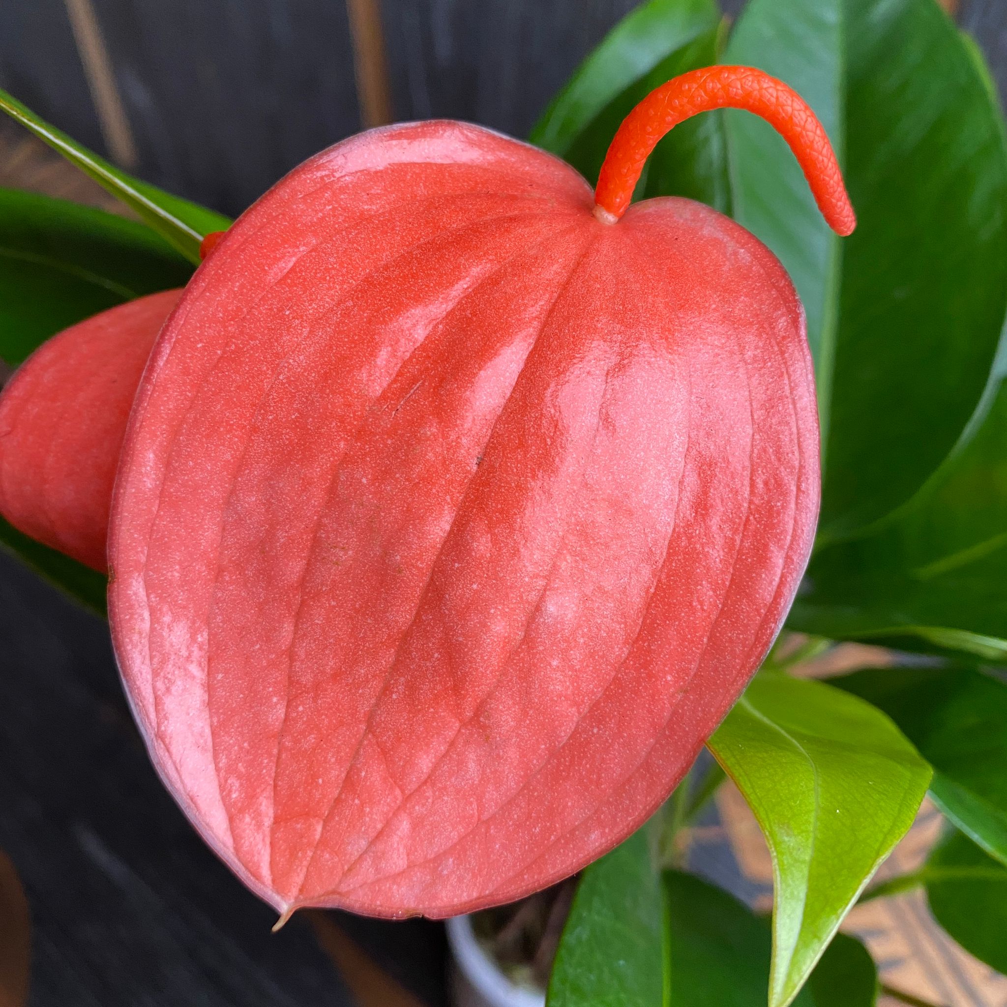 anthurium scherzerianum schott Ανθούριο Scherzerianum Schott – Secret Garden Plant Shop