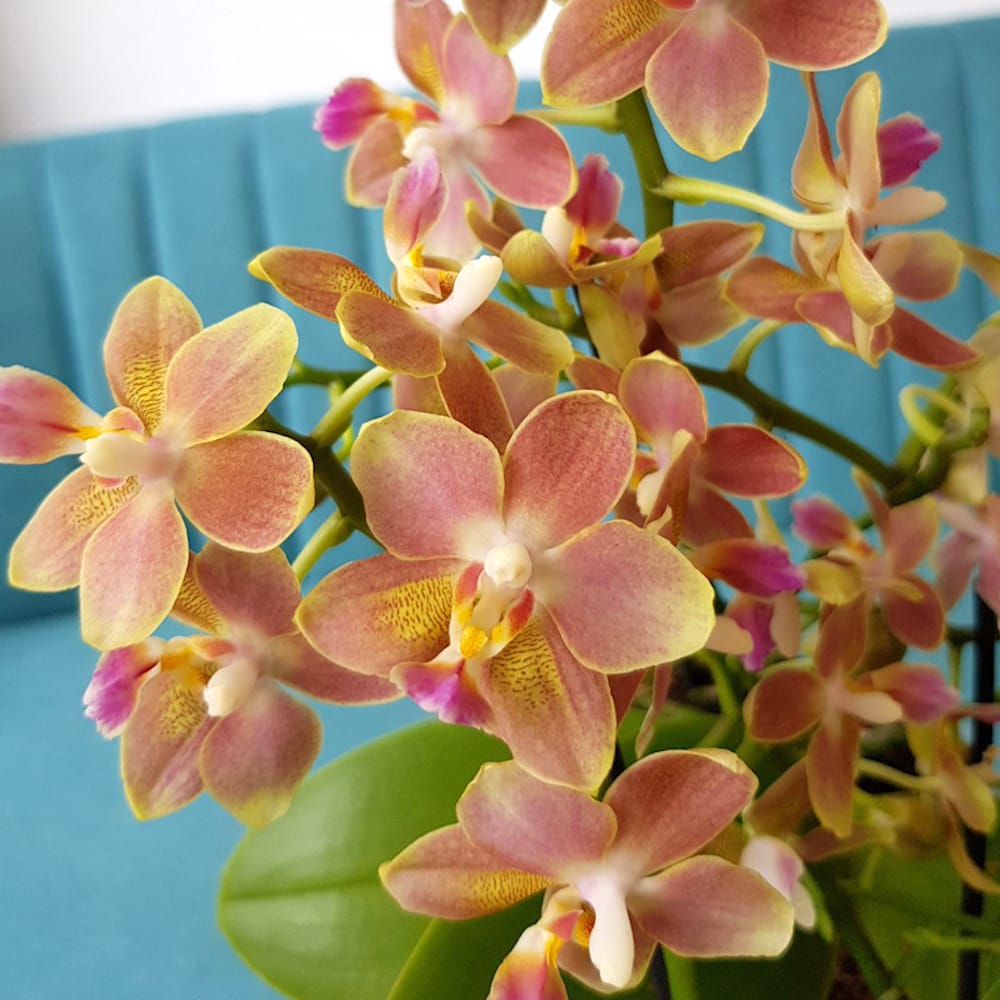 Phalaenopsis Tzu Chiang Balm Lemon Spice Parfumata Floraria Secret Garden Sg 