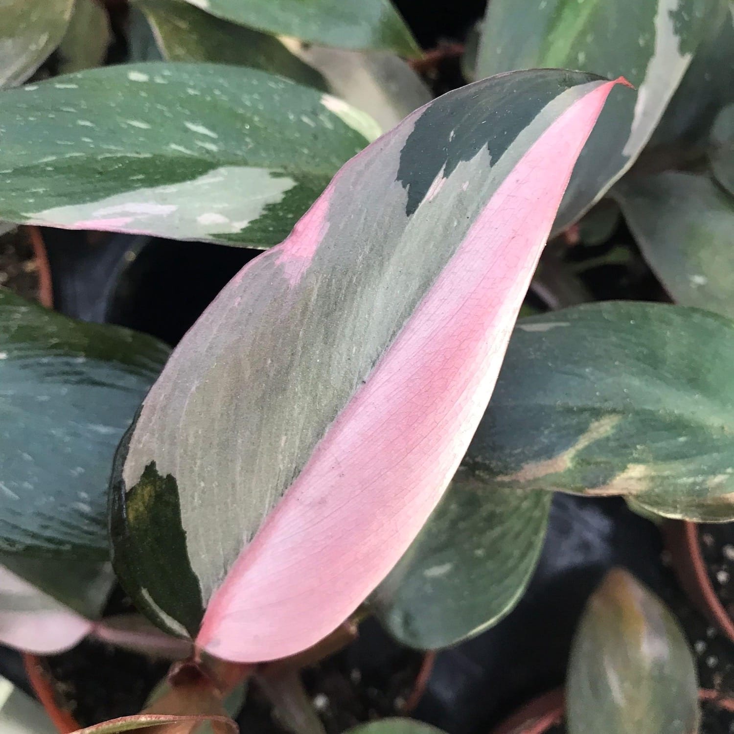 Stecklinge Philodendron Pink Princess (nicht bewurzelt)  Secret Garden  Plant Shop