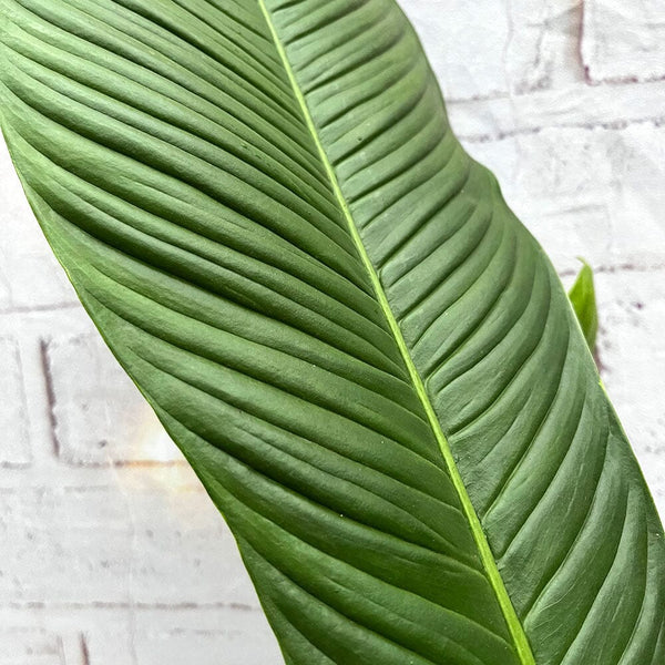 Philodendron campii 'Lynette'