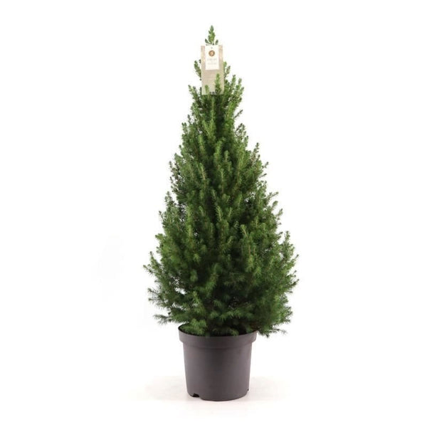 Picea Glauca Conica H130 cm - potted Christmas tree