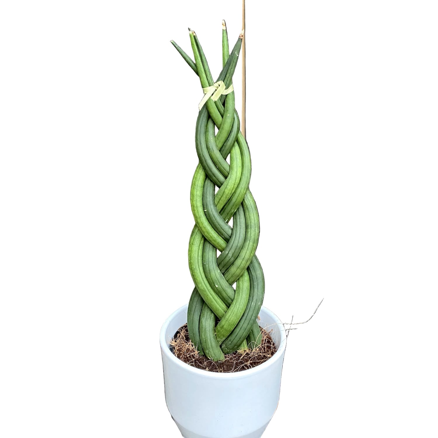 sansevieria significato Sansevieria cylindrica Twist (intrecciata) – Secret Garden Plant Shop