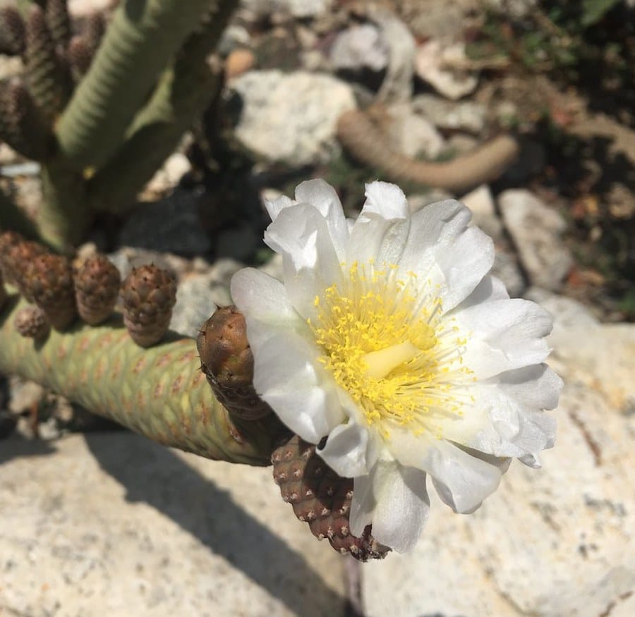 sompex kaktus Tephrocactus strobiliformis (Kiefernzapfen-Kaktus) – Secret Garden Plant Shop