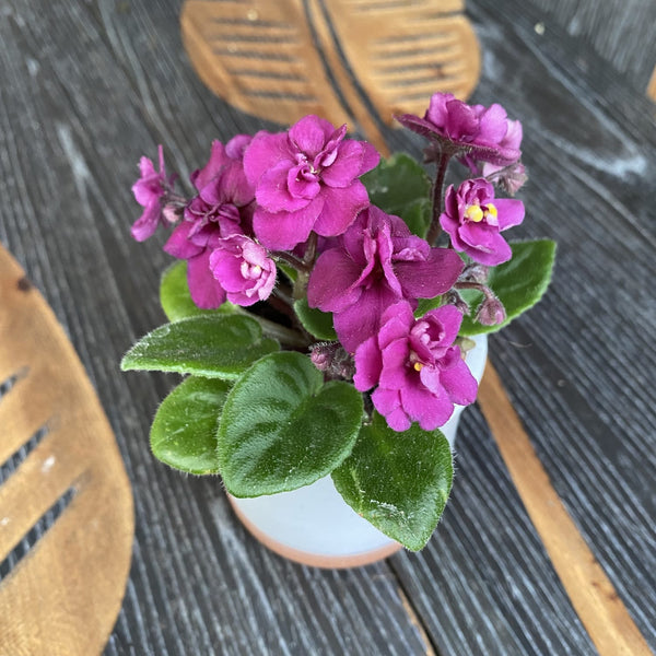 Violete cu flori duble ciclam - Saintpaulia Rosi (mini)