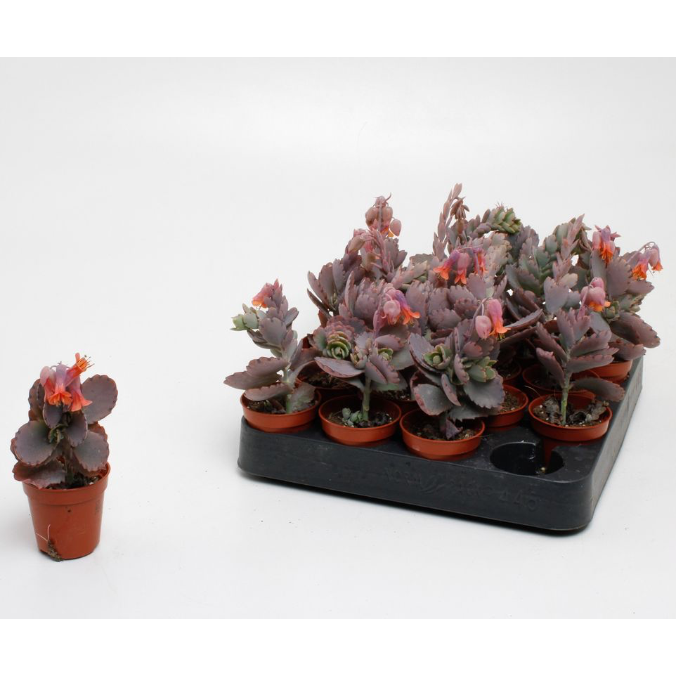 Kalanchoe Ameg Floraria Secret Garden (SG)
